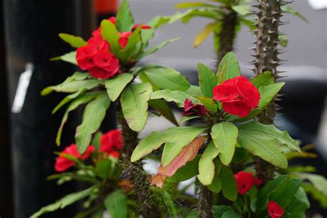 How To Grow Crown Of Thorns Plant