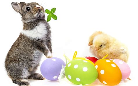 Easter Chicks And Eggs Wallpapers Wallpaper Cave