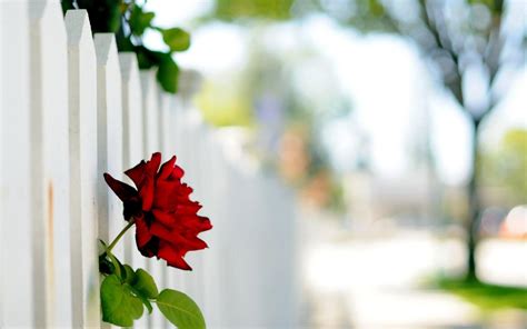 Download Wallpaper For 1920x1200 Resolution Flower Rose Fence Other