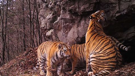 Siberian Tiger Camera Trap Safari With Alexander Batalov Natural