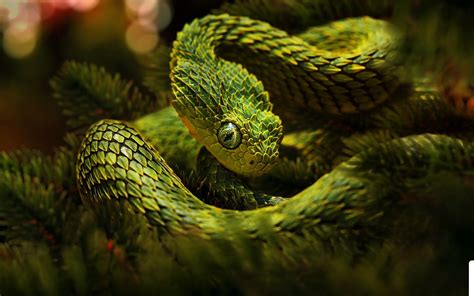 Free download Animated Snake Gif Animal snake wallpaper [1867x1050] for