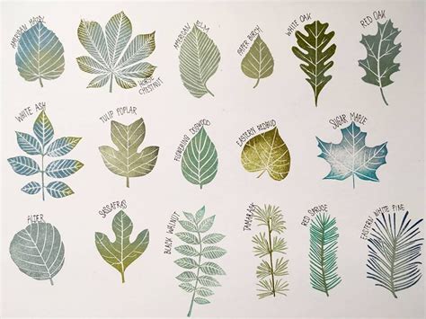Common Tree Leaves Stamp Set Of 17 Specimens Hand Carved Stamp Etsy Uk