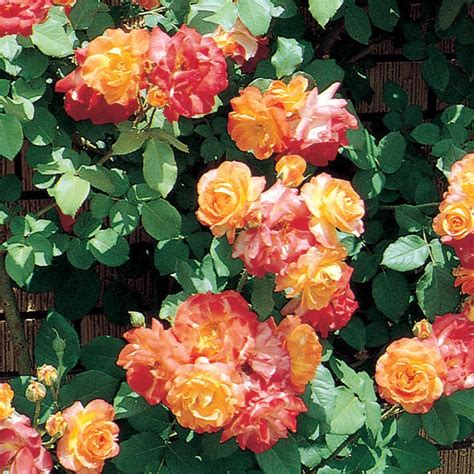 29 Best Roses Images On Pinterest Gardening Balcony And