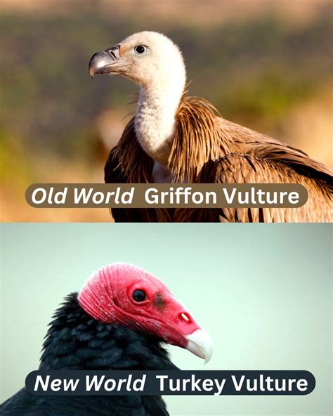Interesting Facts About Vultures That Will Have You Scratching Your Head Byrder