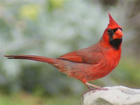 Se Texas Birding And Wildlife Watching The Red Bird