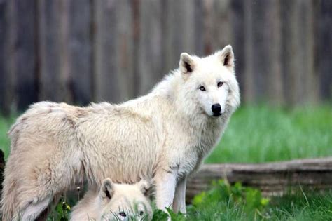 Differenze Tra Cane E Lupo Quali Sono Gli Elementi Che Li Rendono Diversi