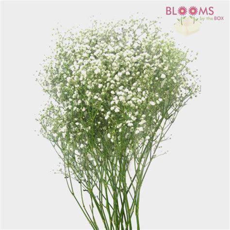 Queen anne's lace features delicate clusters of tiny white flowers and stands for magic, trust and healing. Wholesale Filler Flowers - BloomsByTheBox.com