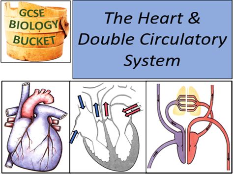 Aqa Gcse Biology The Heart And Double Circulatory System Teaching