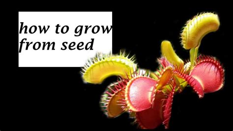 How To Grow Venus Flytraps From Seed Youtube Venus Fly Trap Fly