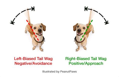 Wife:this sounds like the tail wagging the dog. Why Do Dogs Wag Their Tails? The Science Behind Dog's ...