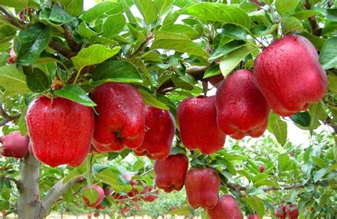 Tips To Consider When Fertilizing Apple Trees Oxfarm