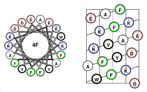 Helical Wheel Left And Helical Net Right Diagrams Of F Clustering