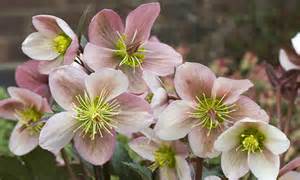 Hooray For Hellebores These Simple Flowers Are Showy And Stylish But