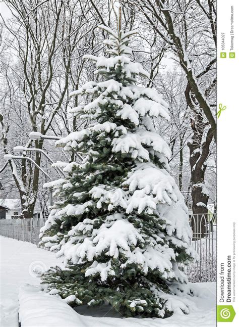 Snow Covered Fir Tree Stock Image Image Of Freeze Covered 105344027