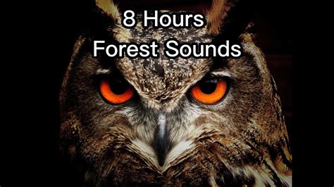 Listen And Fall Asleep Instantly 8 Hours Of Forest Sounds Owls