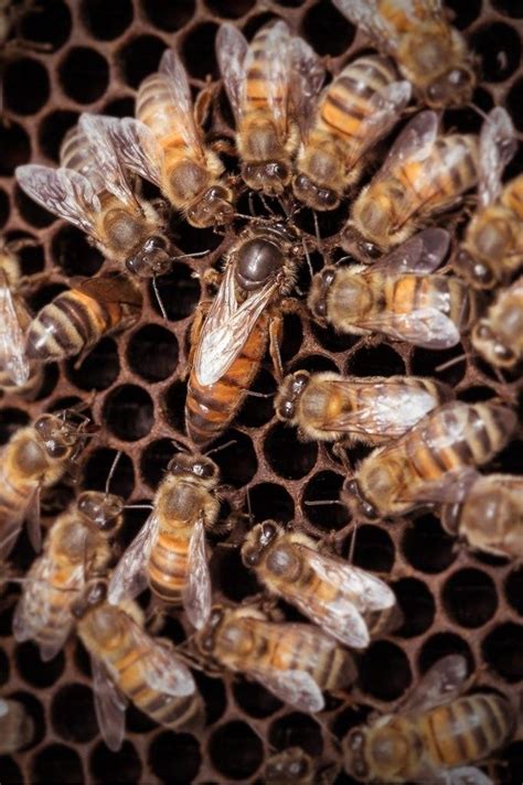Carniolan Queen Honey Bees For Sale Free Shipping In Iowa Usa Lappes