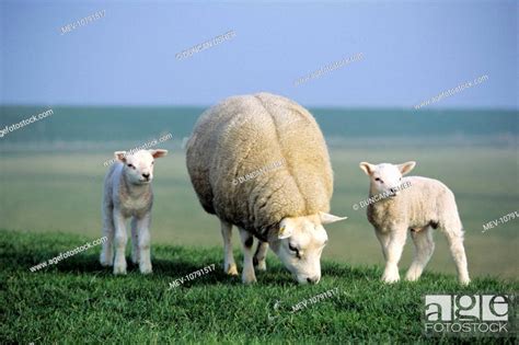Texel Sheep Ewe With Twin Lambs Stock Photo Picture And Rights