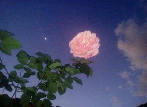 A Pink Rose Is Blooming In The Night Sky With Moon And Clouds Behind It