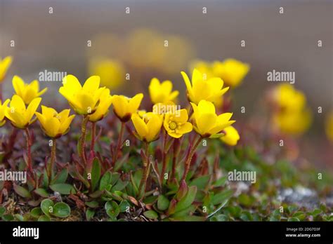 Yellow Marsh Saxifrage Spitsbergen Norway Stock Photo Alamy