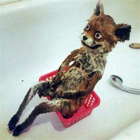 30 Hilariously Awful Examples Of Taxidermy KLYKER COM