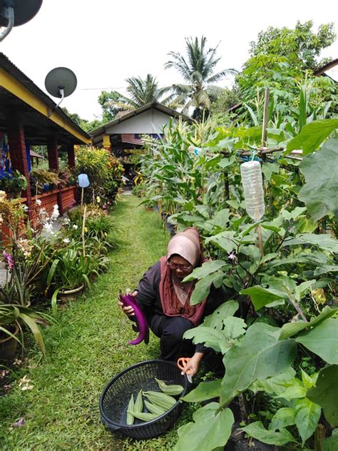 Untuk menambah unsur estetika, anda bisa memvariasikan jenis tanaman. "Terung, Timun, Ketola...", Meriah, Akak Kongsi Foto ...