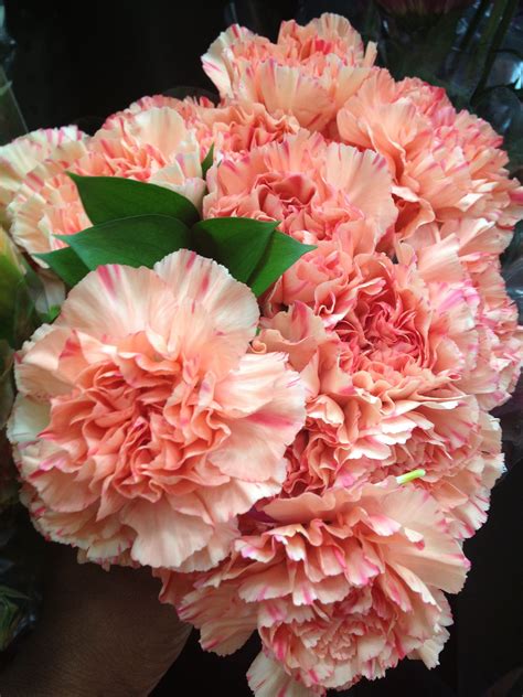 New Buy Carnations In Bulk Flower Beautiful Flower Arrangements And