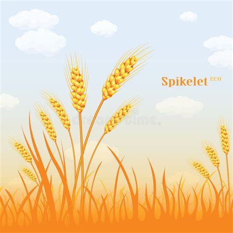 Vector Wheat In A Field Background Colorful Vector Illustration Stock