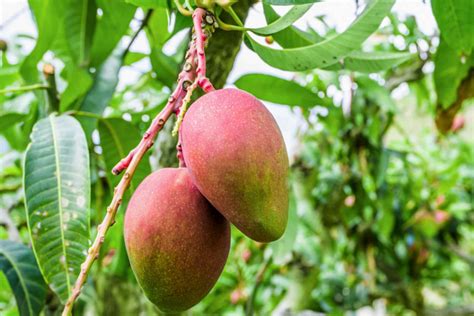 How To Grow Mango Trees