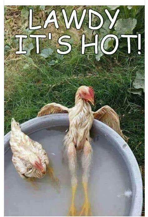 Lawdy Its Hot Cute Animals Funny Animal Pictures Funny Animals