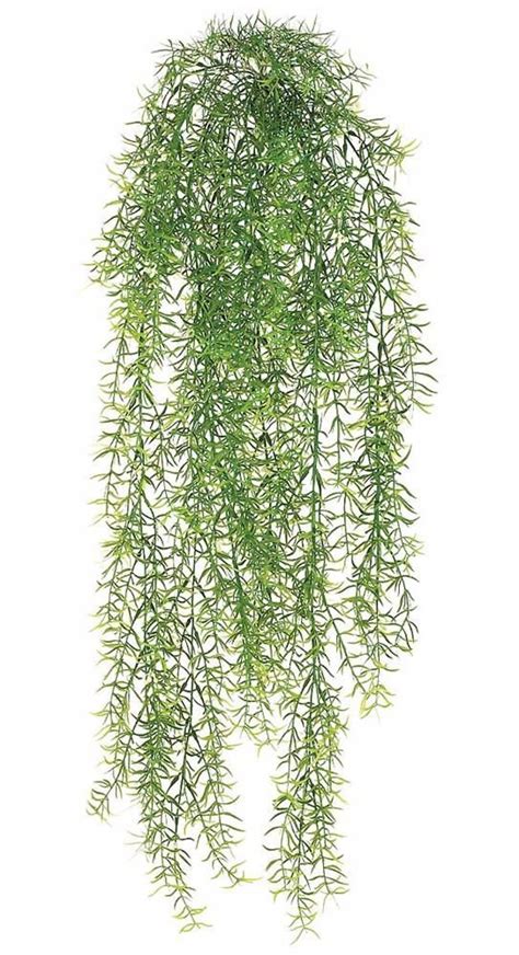 There are many options to choose from when deciding on a hanging plant to bring into your home. Plastic Asparagus Fern Indoor/Outdoor Hanging Bush - 30 ...