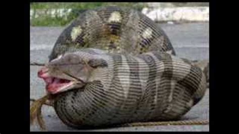 Largest Snake In The World Found Alive