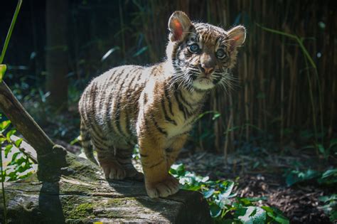 Zoos Tiger Cub Transferred To San Diego Zoo Safari Park Smithsonian