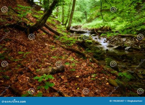 Dreamlike Forest Psychedelic Woodland Scene From The Carpathian