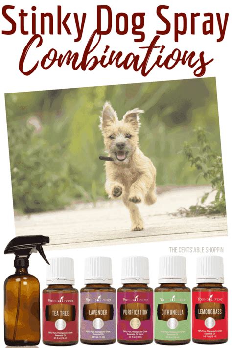 Essentials that are safe for cats. Recipes for Stinky Dog Spray