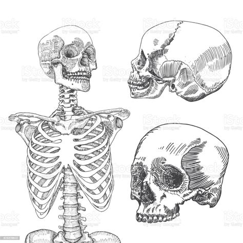 Hand Drawn Anatomical Medical Human Ribcage With Three Skulls On White