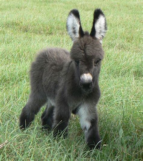 Learn more all about donkeys. 20 Cute & Cuddly Baby Donkeys