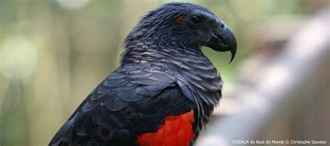 From wikipedia, the free encyclopedia. Pesquet's Parrot - Psittrichas fulgidus - chsa97528