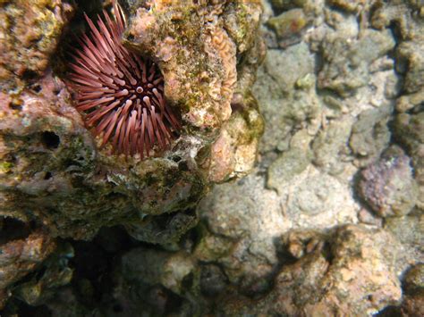 Red Sea Urchin Kealakekua Bay Hawaii Troy Mckaskle Flickr