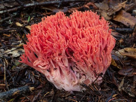 Ramaria Botrytis Wallpapers High Quality Download Free