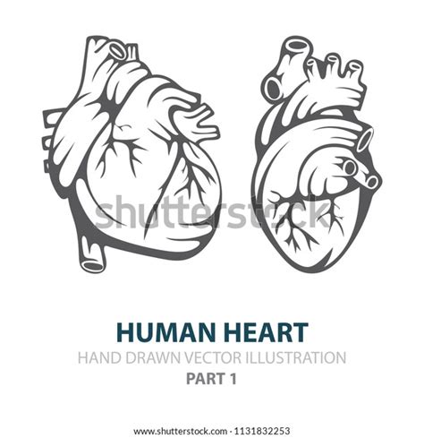 Human Heart Human Heart Hand Drawn Illustrations Setheart In