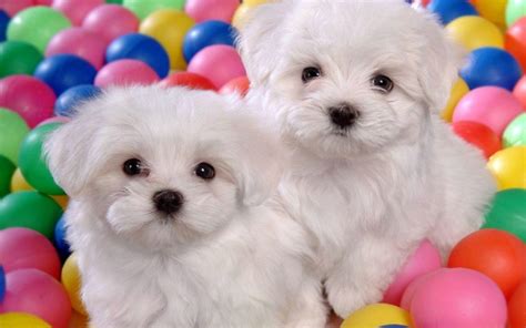Cute Puppy Wallpapers Wallpaper Cave