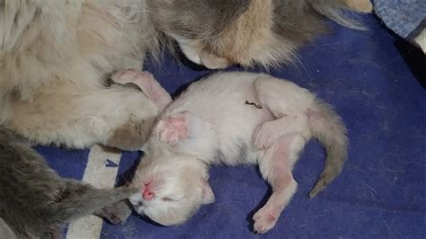 Mother Cat Finally Stimulating Her Cute Kittens But Still Not Grooming