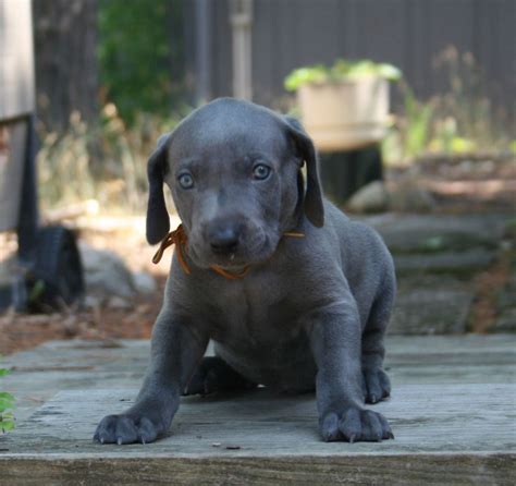 Blue Weimaraner Puppies Photos Weimaraner Puppies Blue Weimaraner