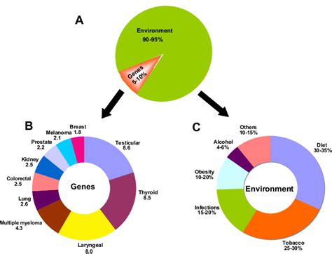 The Role Of Genes And Environment In The Development Of Cancer A The Download Scientific