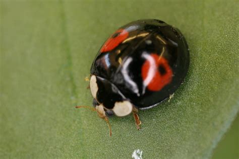 invasive non native species uk harlequin ladybird inside ecology