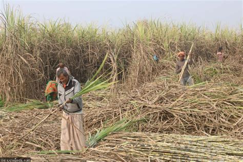 Sugarcane Farmers Wait For Last Year’s Subsidy As New Harvest Begins