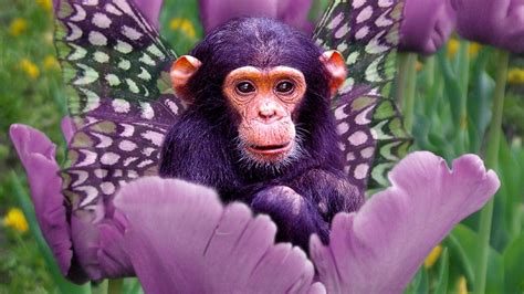 77 Cute Monkey Backgrounds On Wallpapersafari