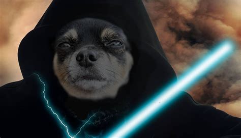 114 Star Wars Inspired Dog Names The Force Is With These Jedi Ideas