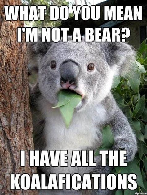 31 Funny Animal Puns That Could Koalafy For Best Humour