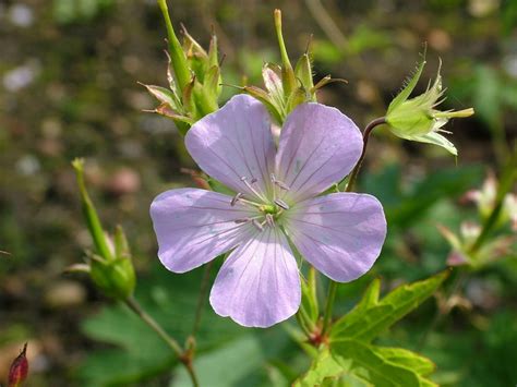 Geranium Maculatum Spotted Cranesbillrhs Gardening